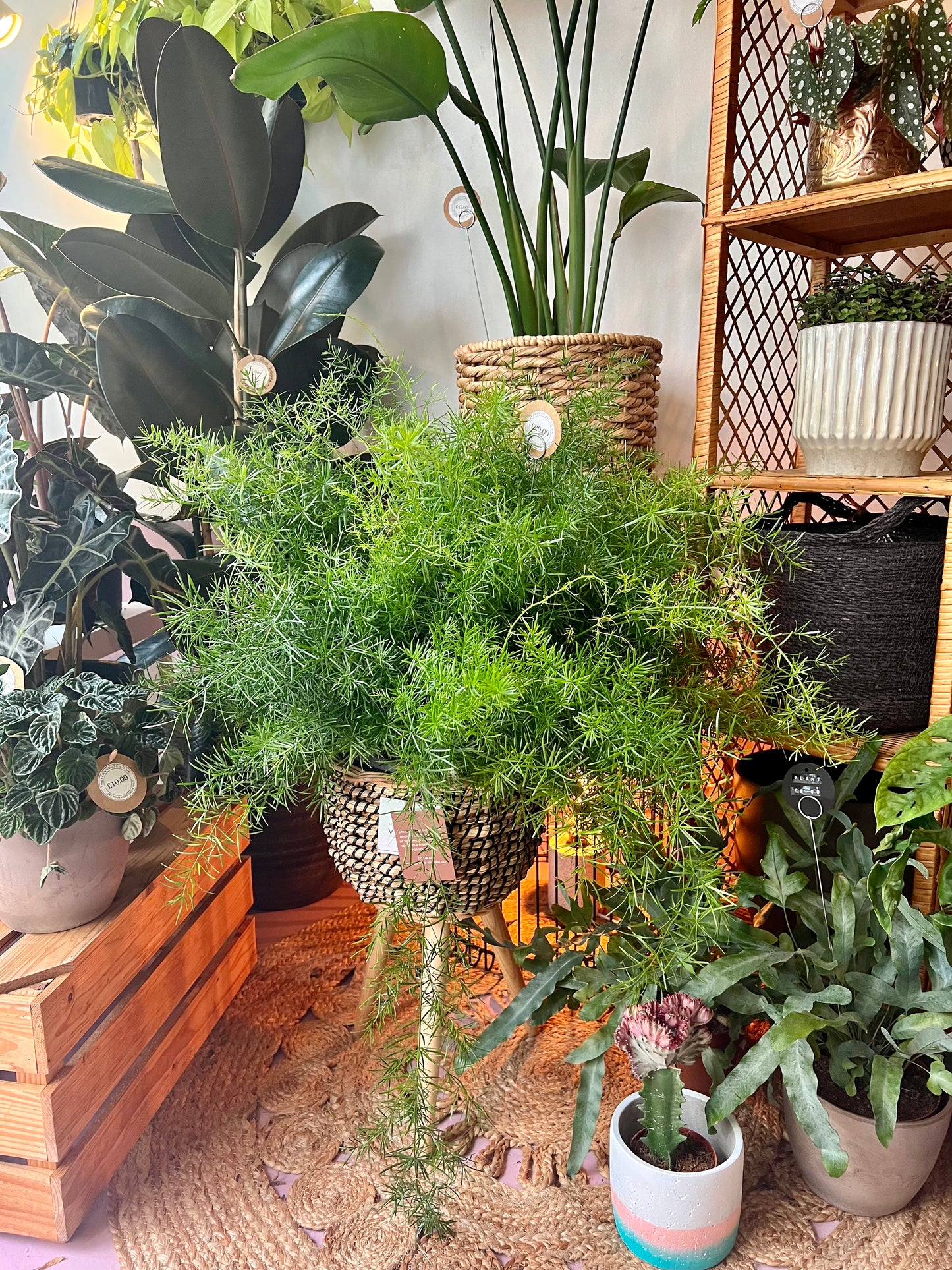 Asparagus Fern | Densiflorus Sprengeri | 12CM & 23CM Pot