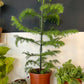 Araucaria Heterophylla | Norfolk Island Pine | 17CM Pot