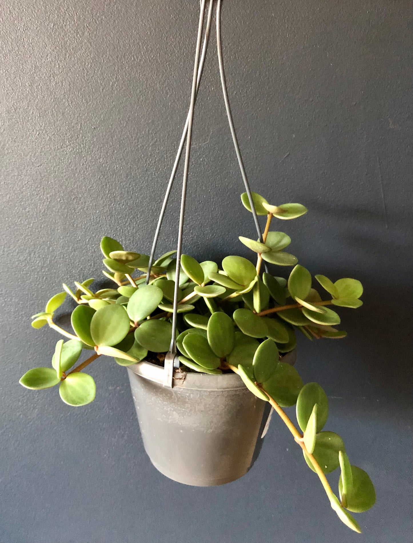 Peperomia 'Hope' Trailing | 12CM & 14CM Pot