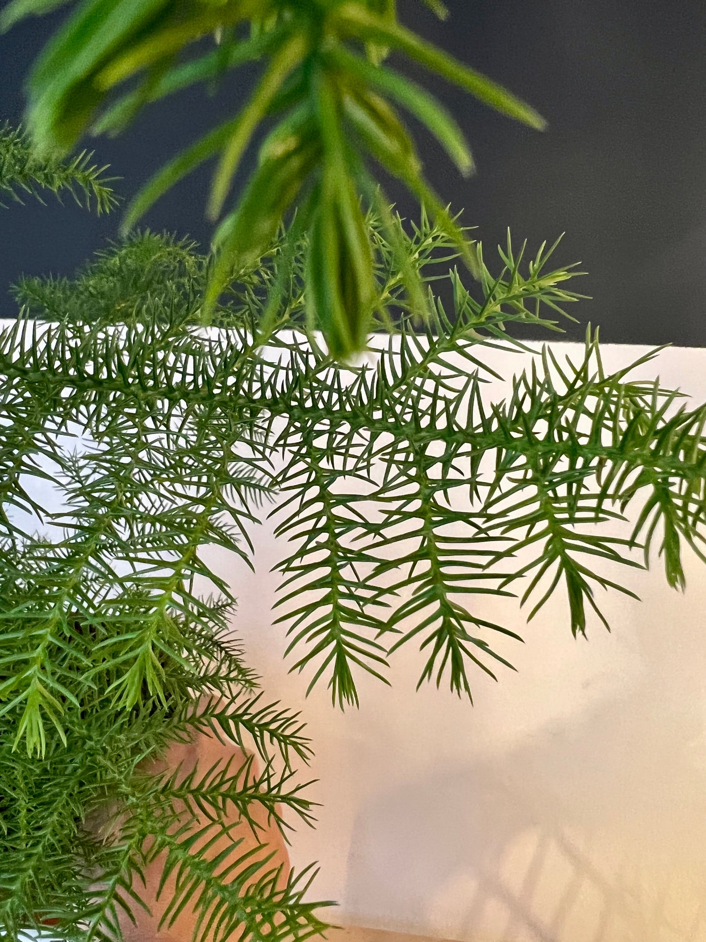 Araucaria Heterophylla | Norfolk Island Pine | 17CM Pot