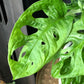 Monstera adansonii | Obliqua | Monkey Face | Swiss cheese plant | Monkey Leaf | 12CM & 17CMPot