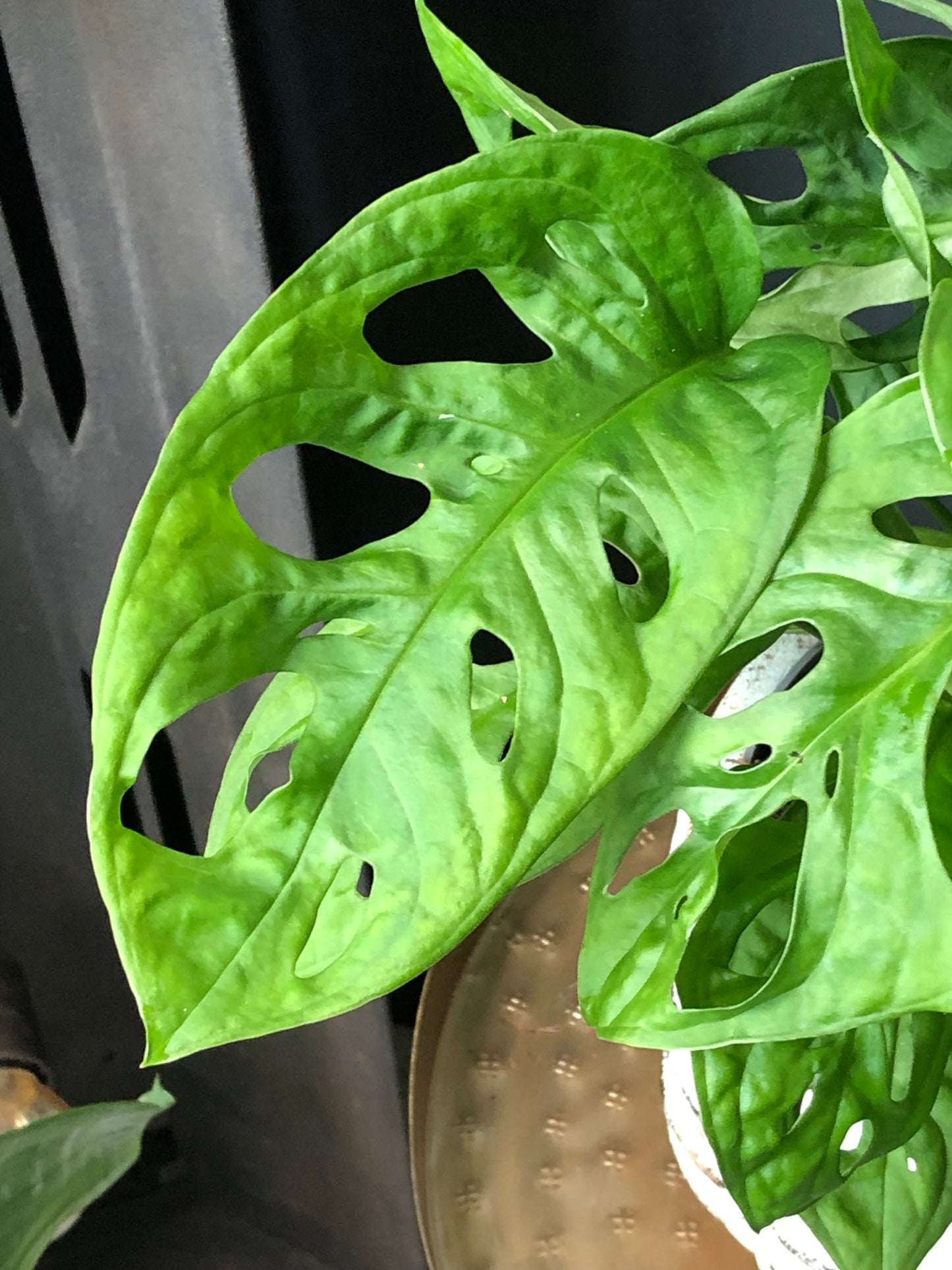 Monstera adansonii | Obliqua | Monkey Face | Swiss cheese plant | Monkey Leaf | 12CM & 17CMPot
