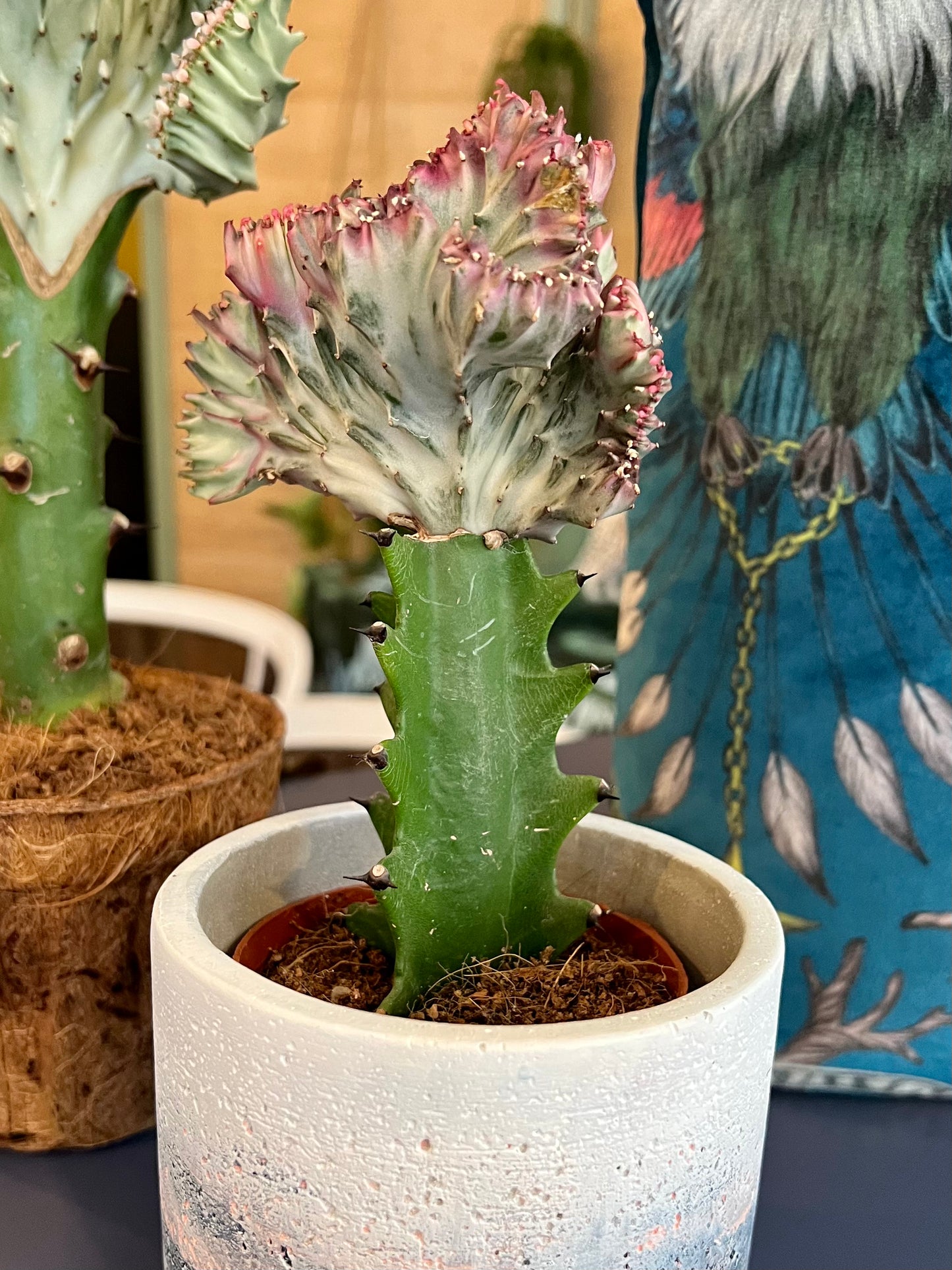 Mini ‘Mermaids Tail’ cactus  Pink & Green | 9CM Pot