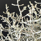 Leucophyta Brownii | Cushion Bush | Wire Netting Bush | 10.5CM