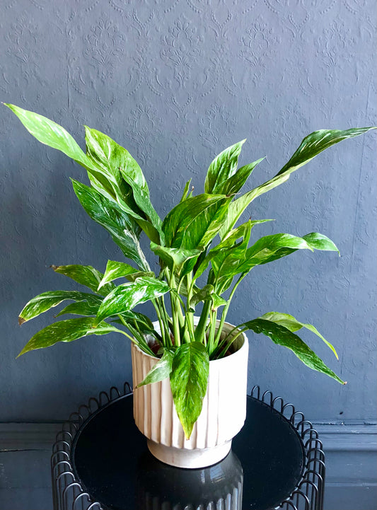 Variegated Spathiphyllum Dimond| Variegated Peace Lily |