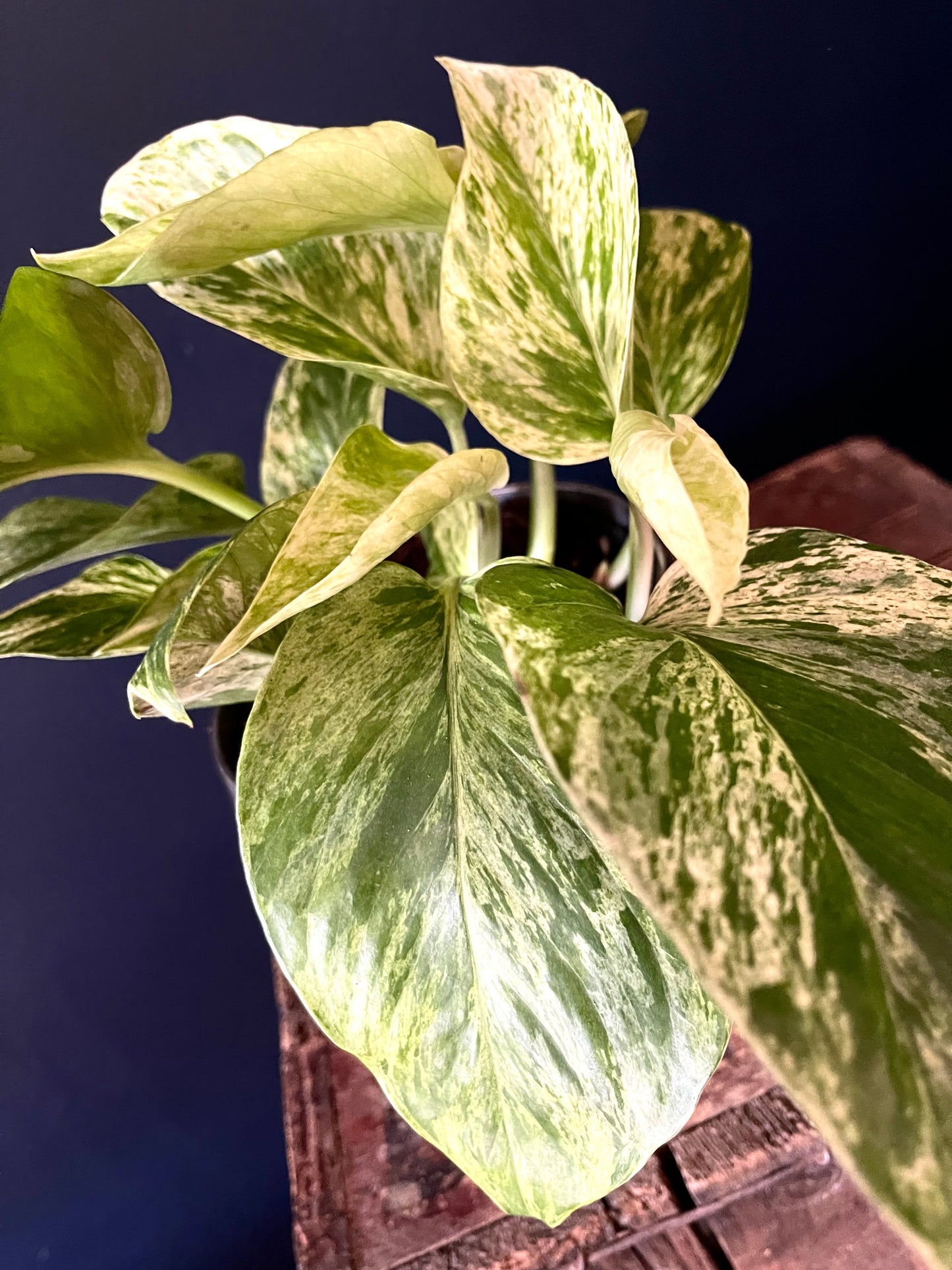 Marble Queen Pothos | Epipremnum | 12CM & 15CM Pot