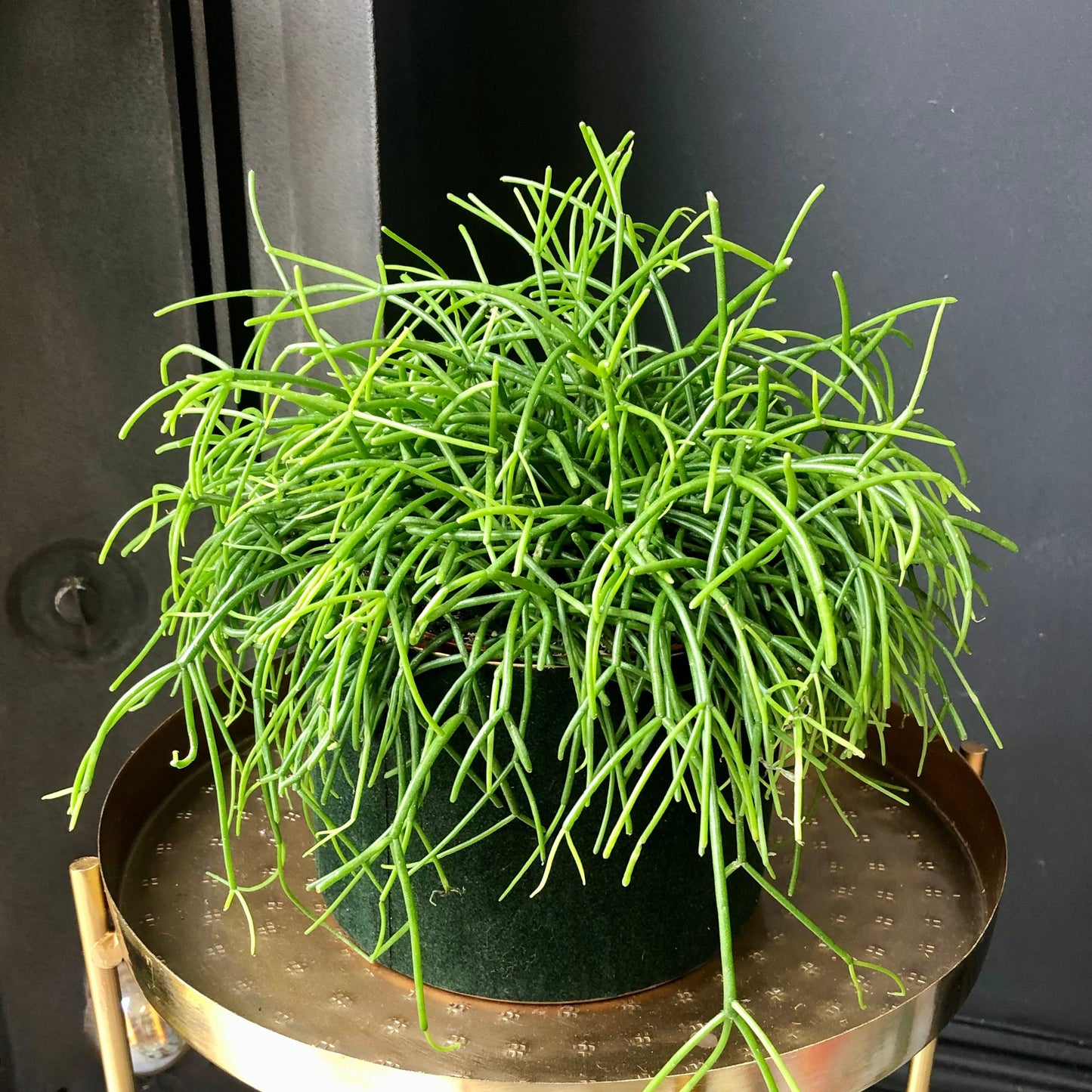 Rhipsalis Cassutha | Mistletoe Cactus | 10CM - 17CM Pot