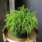 Rhipsalis Cassutha | Mistletoe Cactus | 10.5CM Pot