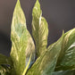 Variegated Spathiphyllum Dimond| Variegated Peace Lily |