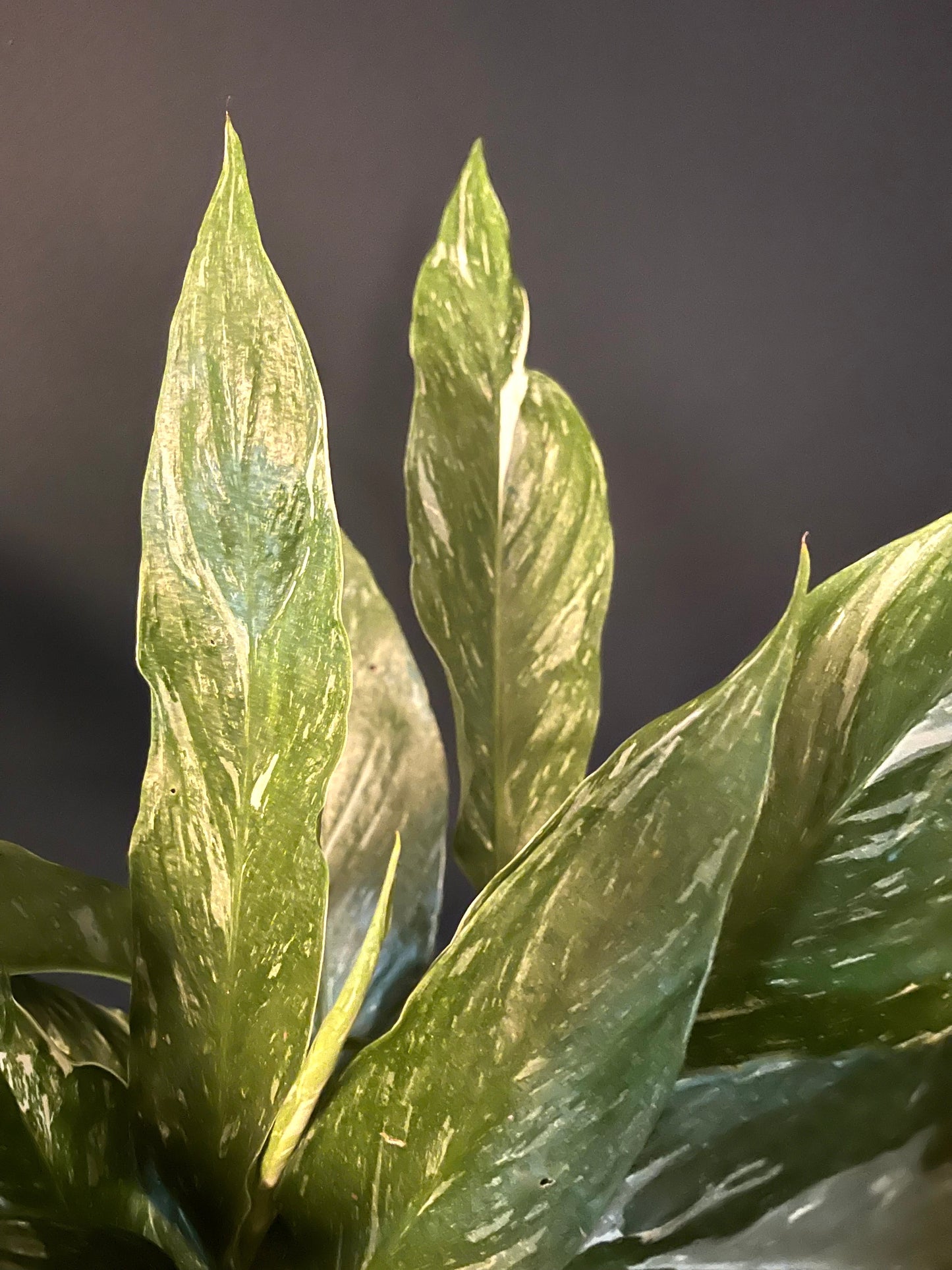 Variegated Spathiphyllum Dimond| Variegated Peace Lily |