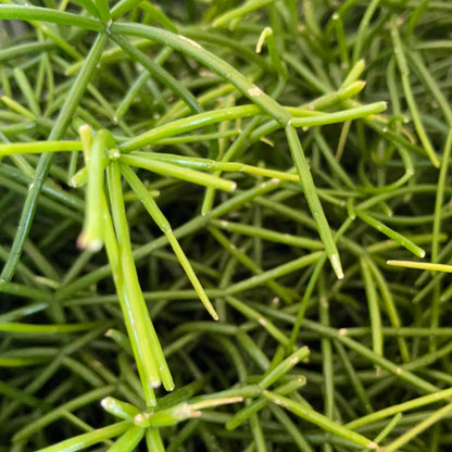 Rhipsalis Cassutha | Mistletoe Cactus | 10.5CM Pot