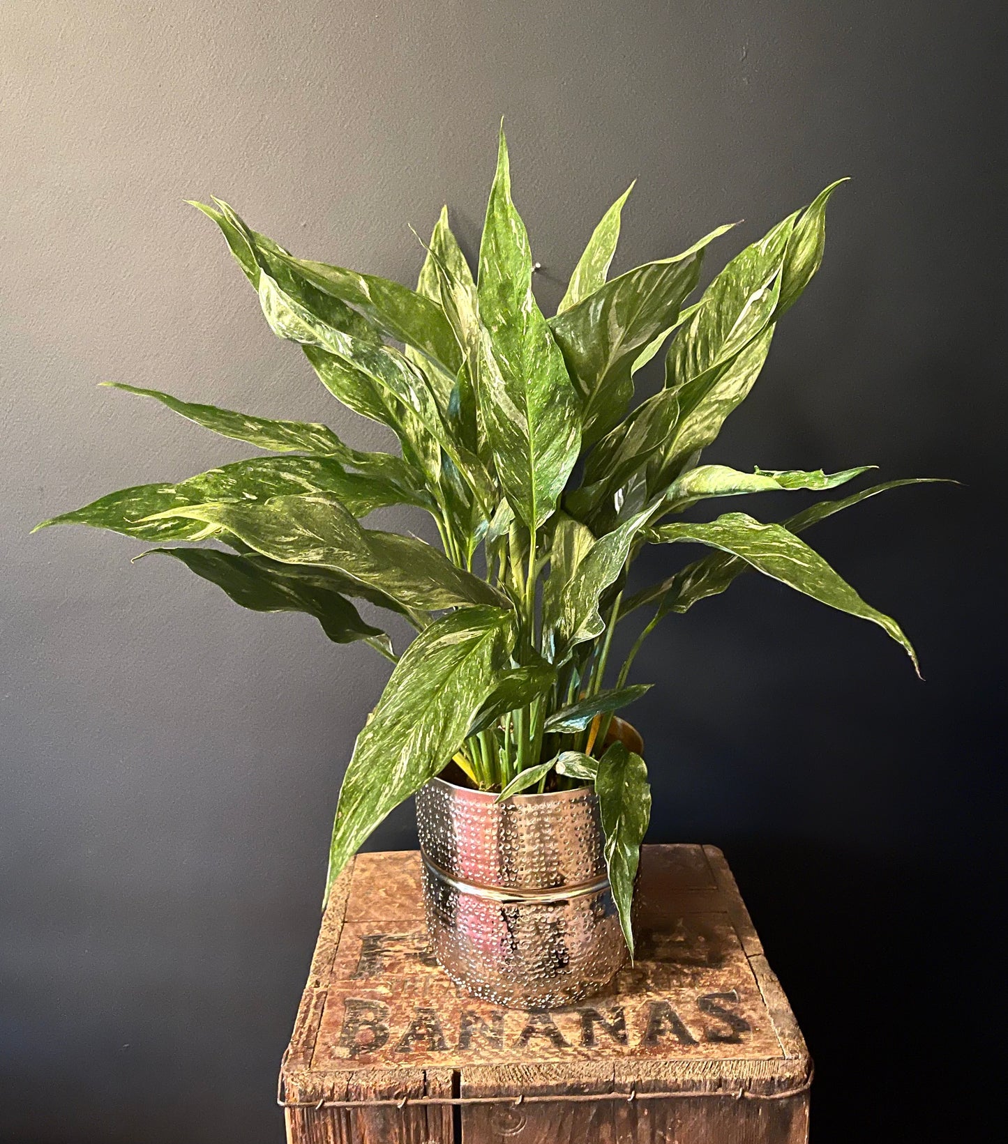 Variegated Spathiphyllum Dimond| Variegated Peace Lily |