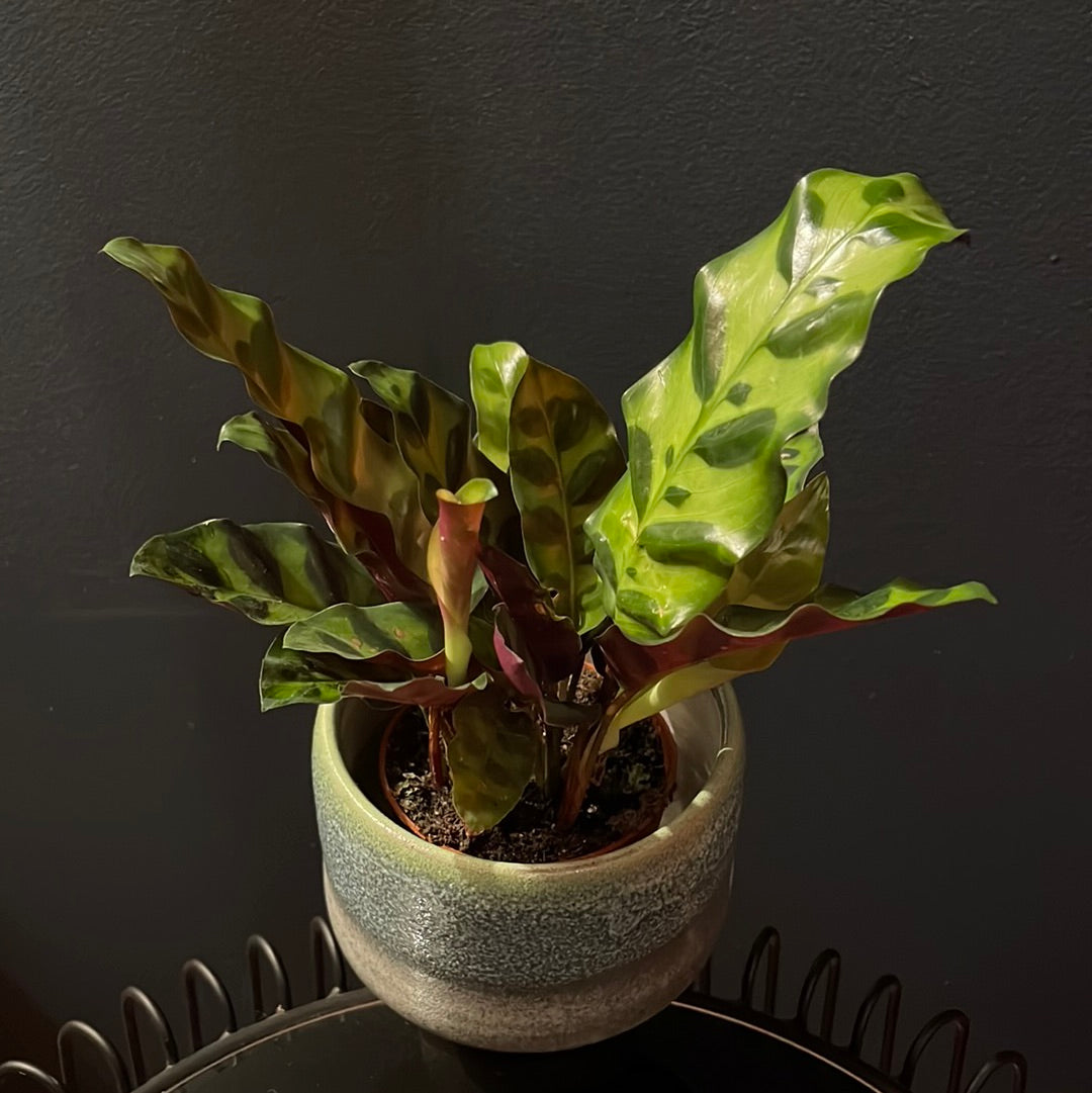 Calathea Lancifolia | 'Rattlesnake' | 12CM Pot