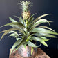 Ananas Corona Bromeliad | Ornamental pineapple | 12CM pot