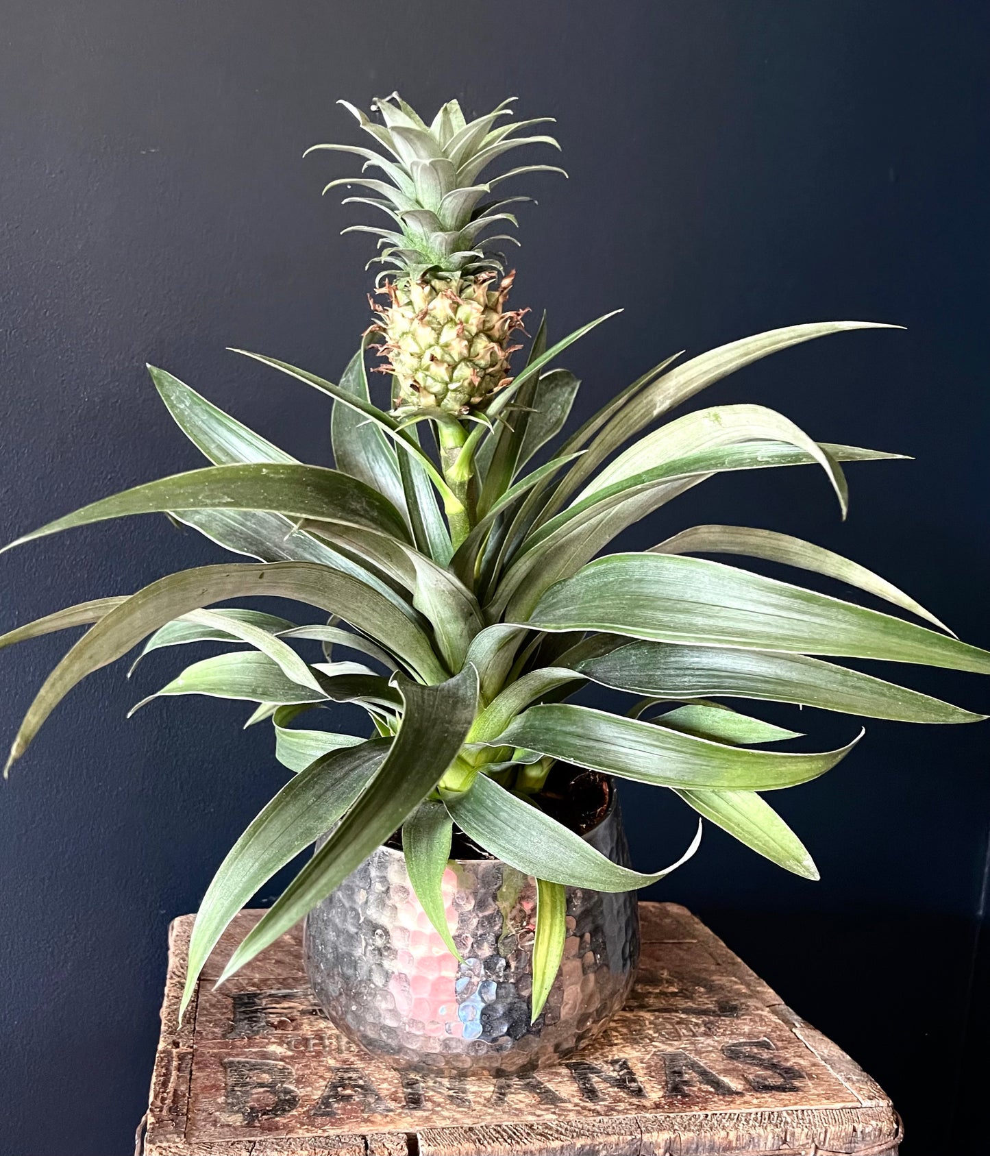 Ananas Corona Bromeliad | Ornamental pineapple | 12CM pot