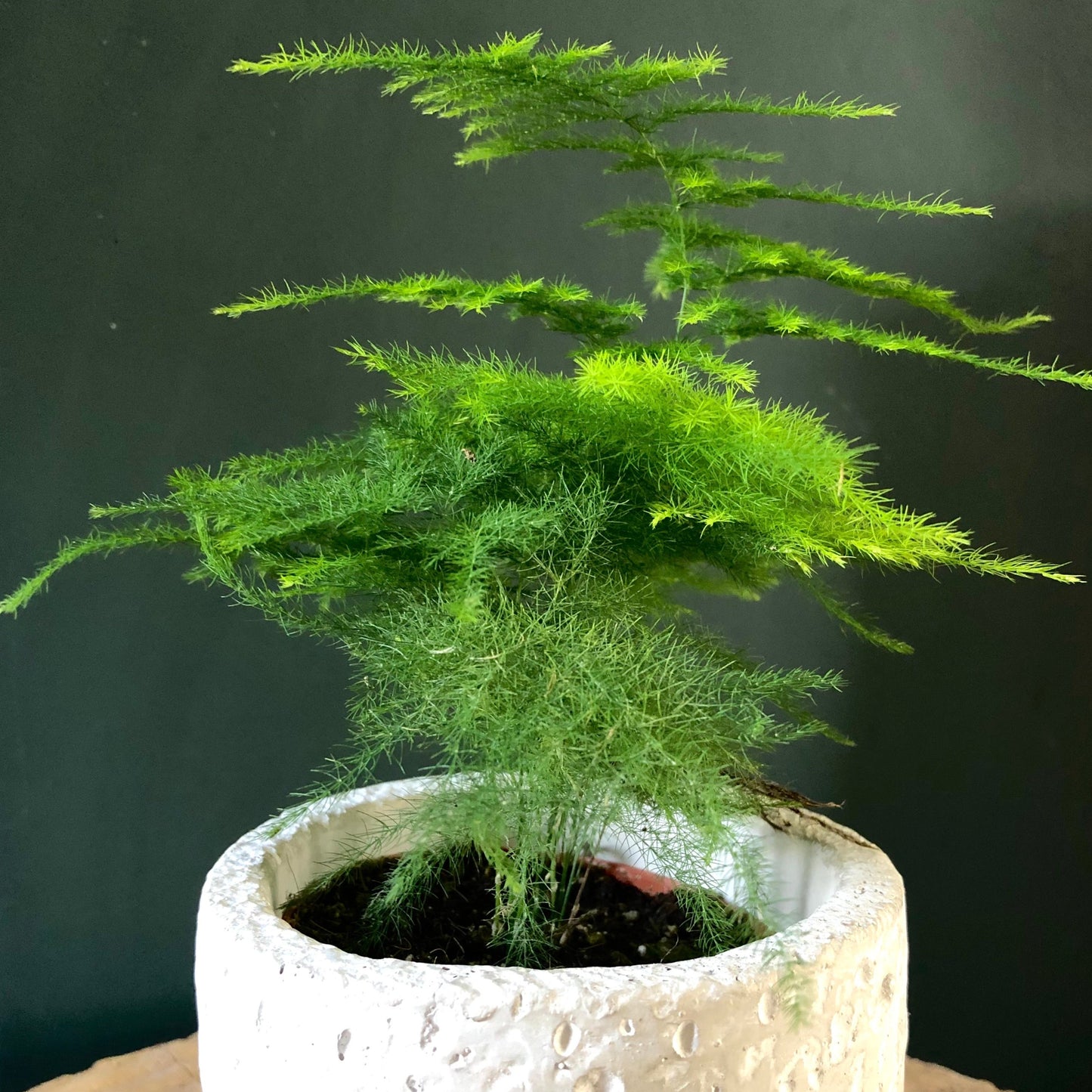 Asparagus Plumosus | 12CM Pot