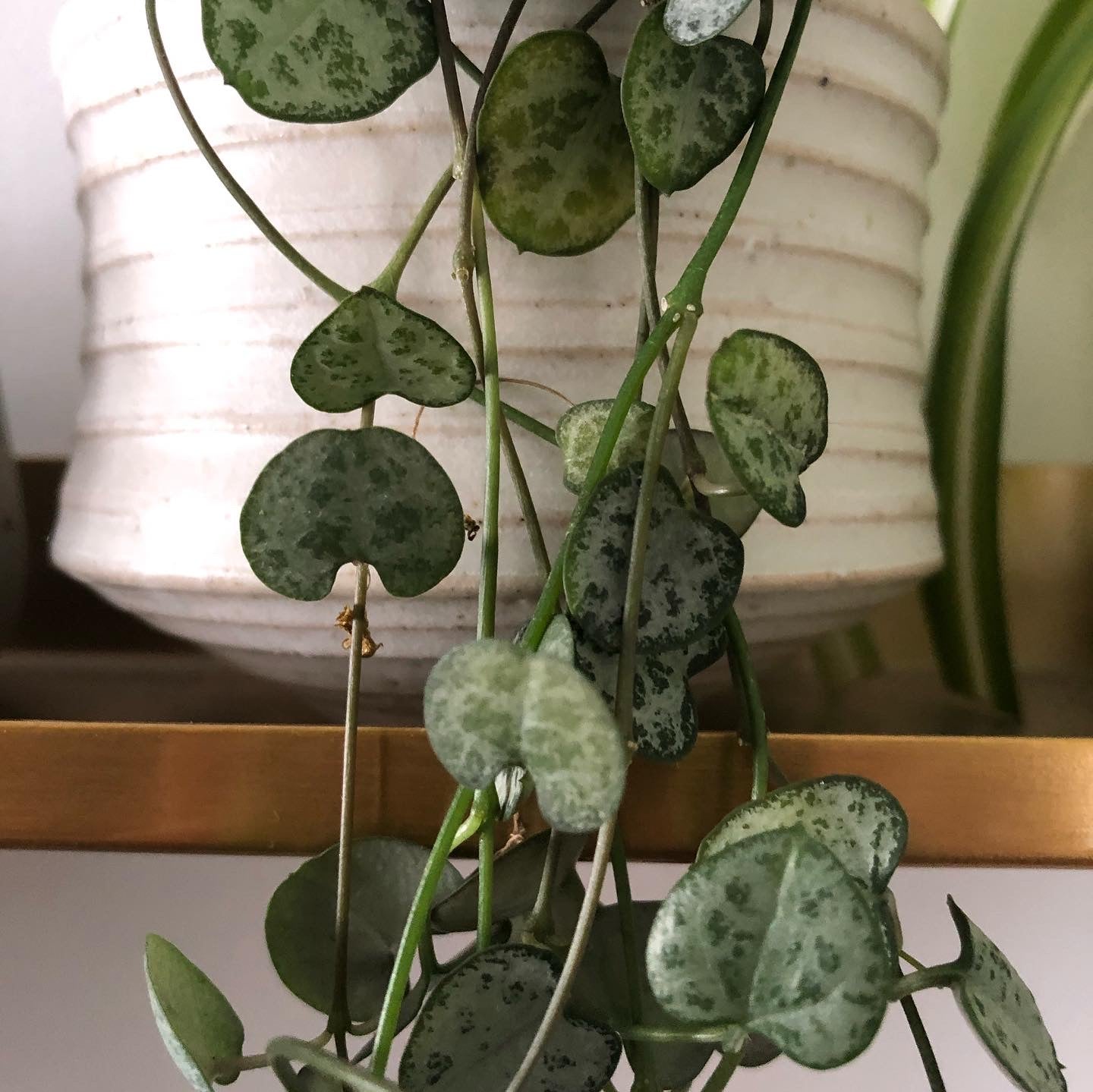 Ceropegia Woodii | String of Hearts | 6CM & 14CM Pot