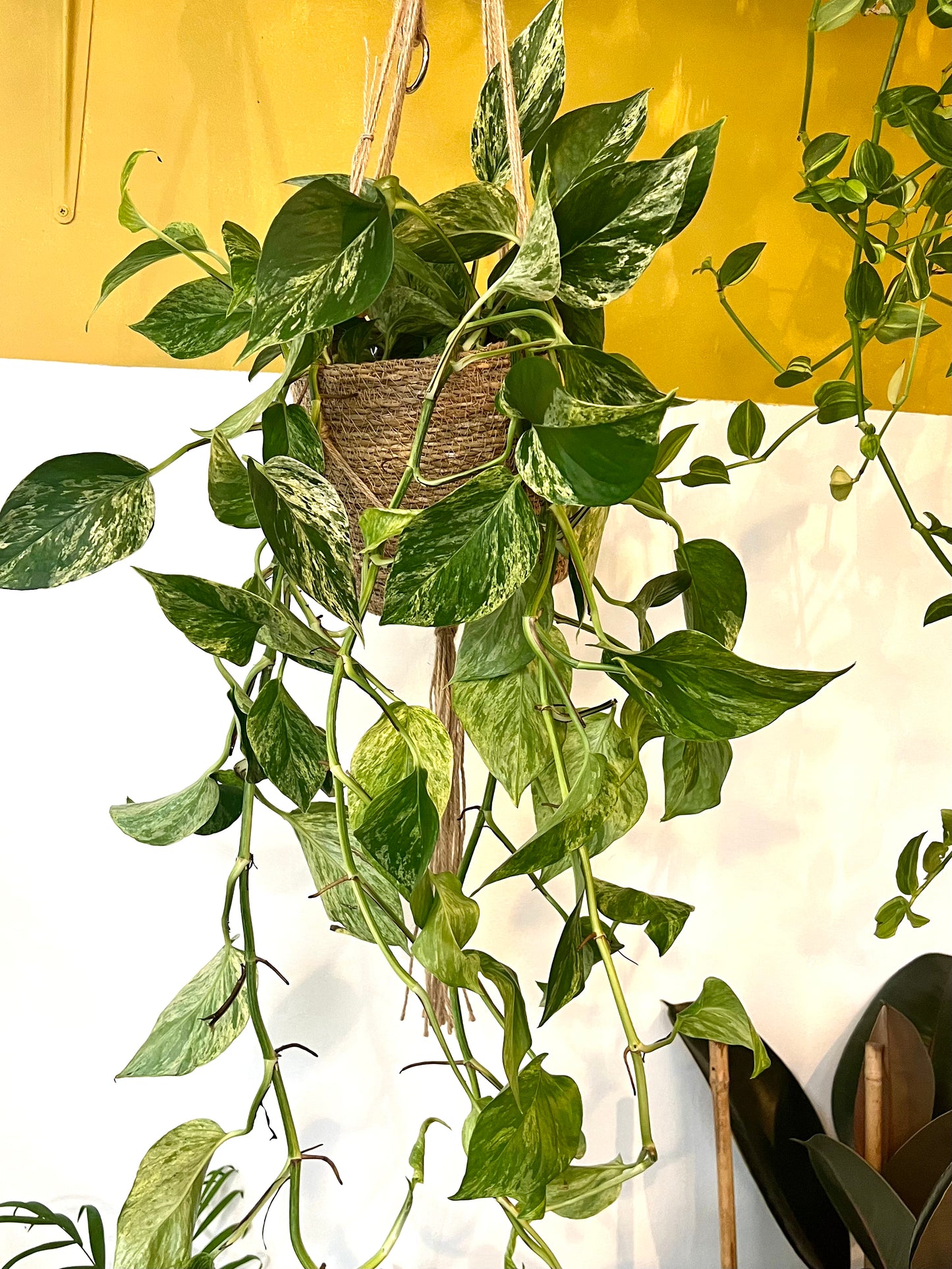 Marble Queen Pothos | Epipremnum | 12CM & 15CM Pot