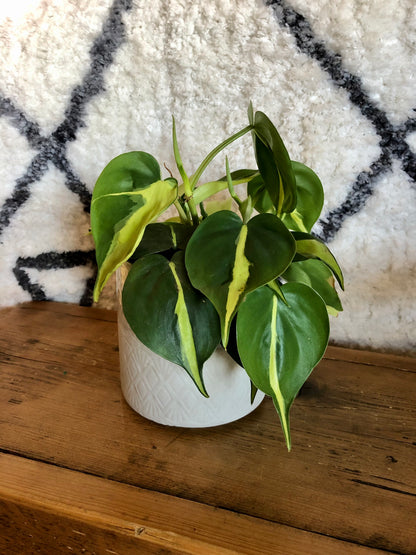 Philodendron Scandens Brazil | Sweatheart plant | 12CM Pot