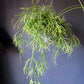 Rhipsalis Cassutha | Mistletoe Cactus | 10CM - 17CM Pot