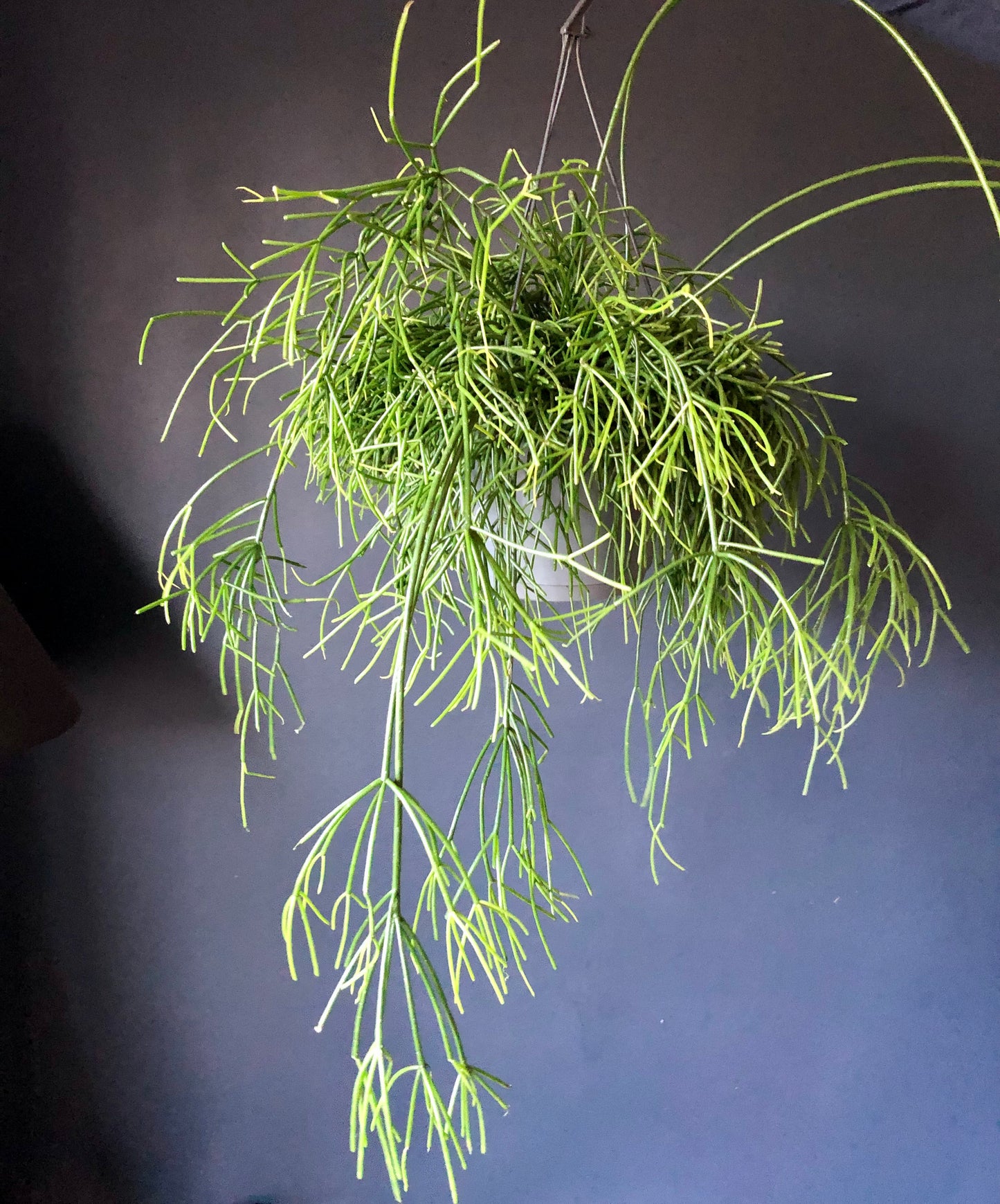Rhipsalis Cassutha | Mistletoe Cactus | 10CM - 17CM Pot