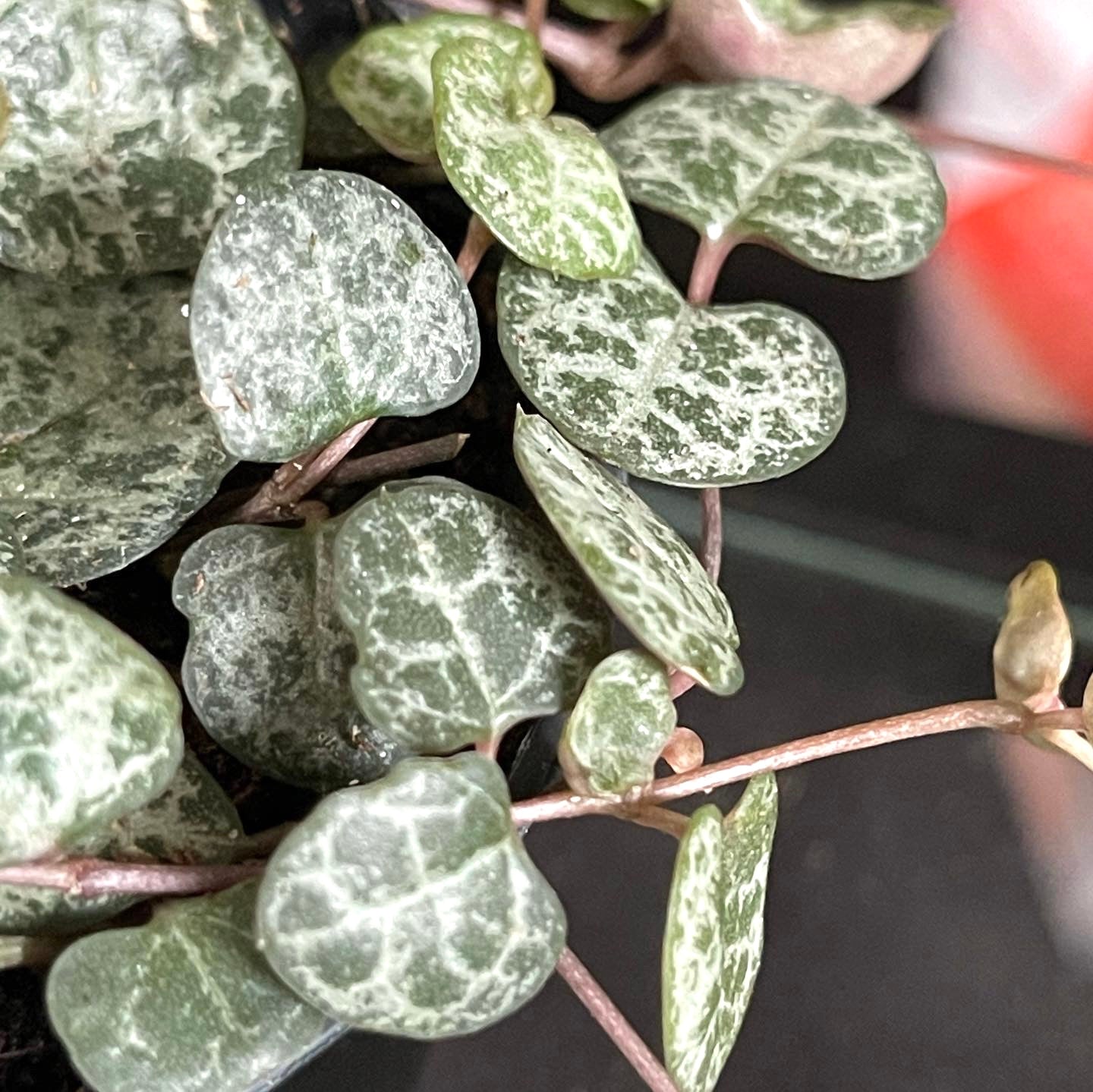 Ceropegia Woodii | String of Hearts | 6CM & 14CM Pot