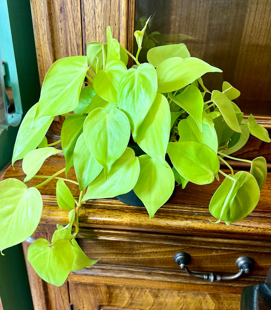 Philodendron Scandens Mican Lime | 15CM Pot