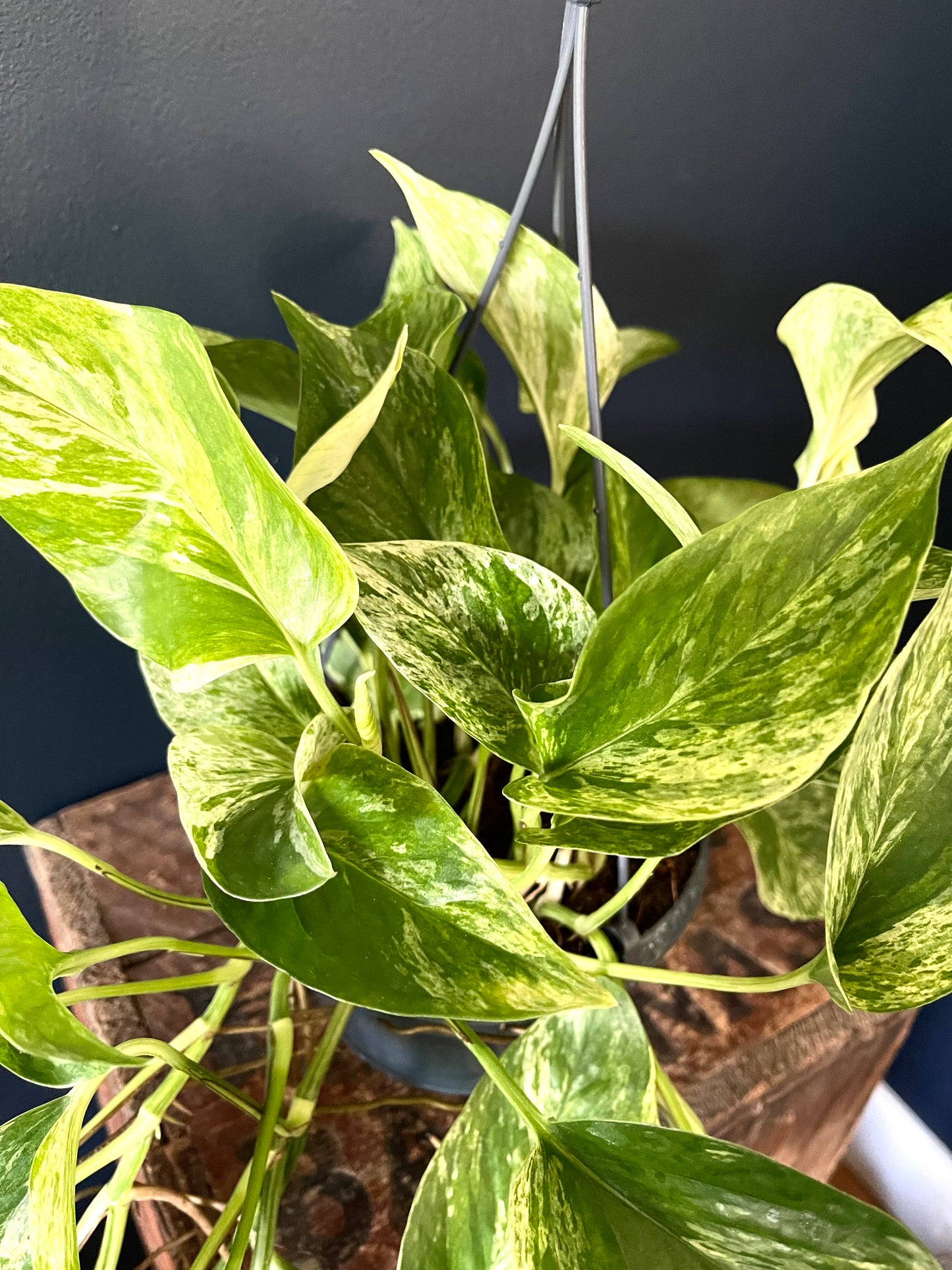 Epipremnum aureum | Golden Pothos | 15CM Pot | Trailing