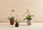 BOTANY Plant Pot Small Black