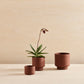 BOTANY Plant Pot MEDIUM Terracotta